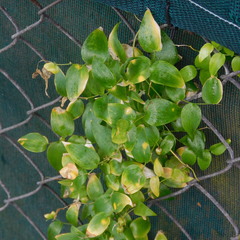 Puccinia myrsiphylli