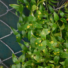 Puccinia myrsiphylli