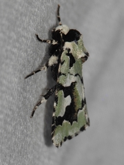 Emarginea percara