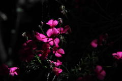 Indigofera meyeriana