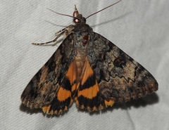 Catocala desdemona