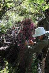 Indigofera meyeriana