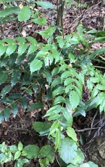 Berberis × hortensis