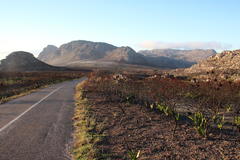 Oxalis polyphylla polyphylla