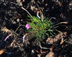 Oxalis polyphylla polyphylla