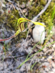Caladenia verrucosa