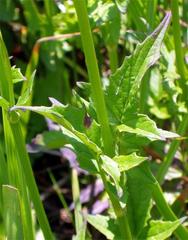Valeriana capensis capensis