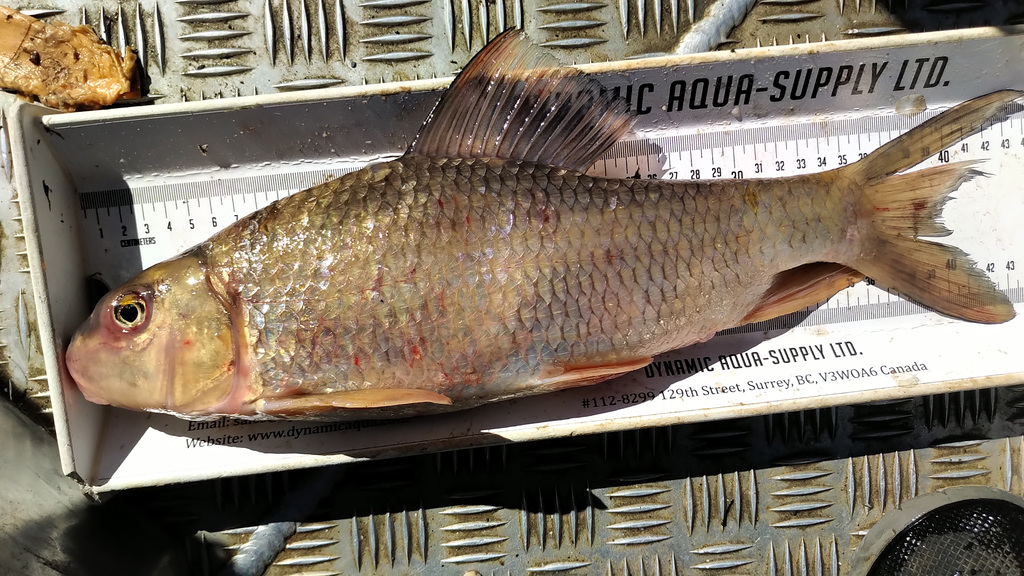 Silver Redhorse from Thunder Bay District, ON, Canada on September 15 ...