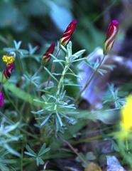 Oxalis heterophylla