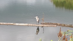 Ardea herodias fannini