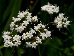 Valeriana capensis capensis