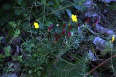 Oxalis heterophylla
