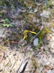 Caladenia verrucosa