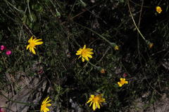 Bolandia pedunculosa