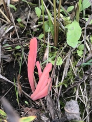 Clavaria rosea