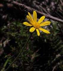 Bolandia pedunculosa