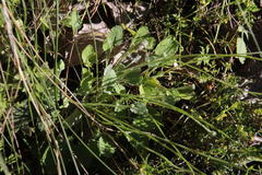 Bolandia pedunculosa