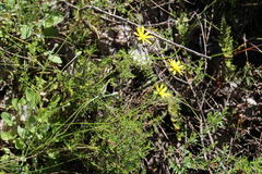 Bolandia pedunculosa