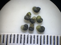 Fluminicola turbiniformis