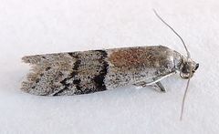 Vitula aegerella