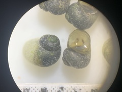 Fluminicola turbiniformis