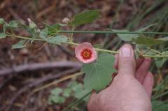 Abutilon pycnodon
