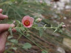 Abutilon pycnodon