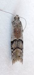 Vitula aegerella