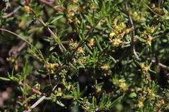 Nenax velutina