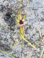 Caladenia verrucosa