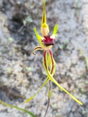 Caladenia verrucosa