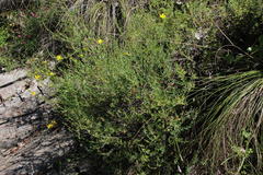 Nenax velutina