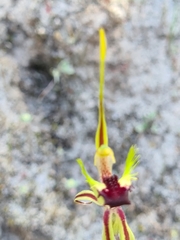 Caladenia verrucosa