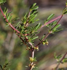 Nenax velutina