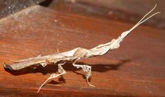 Phyllocrania paradoxa