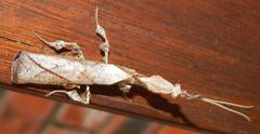 Phyllocrania paradoxa