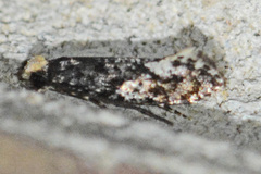 Monopis marginistrigella