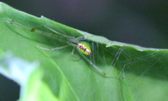 Thwaitesia margaritifera