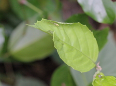 Thwaitesia margaritifera