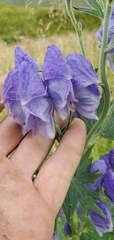 Aconitum maximum