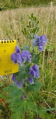 Aconitum maximum