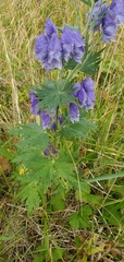 Aconitum maximum