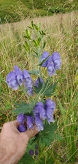 Aconitum maximum