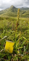 Platanthera convallariifolia