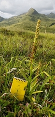 Platanthera convallariifolia