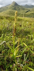 Platanthera convallariifolia