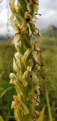 Platanthera convallariifolia
