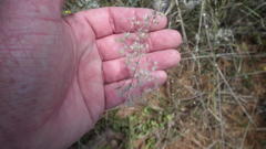 Melinis repens repens