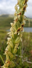 Platanthera convallariifolia