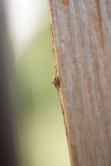 Dicranopalpus ramosus